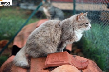 Plastikowa niedroga siatka dla kota na balkon
